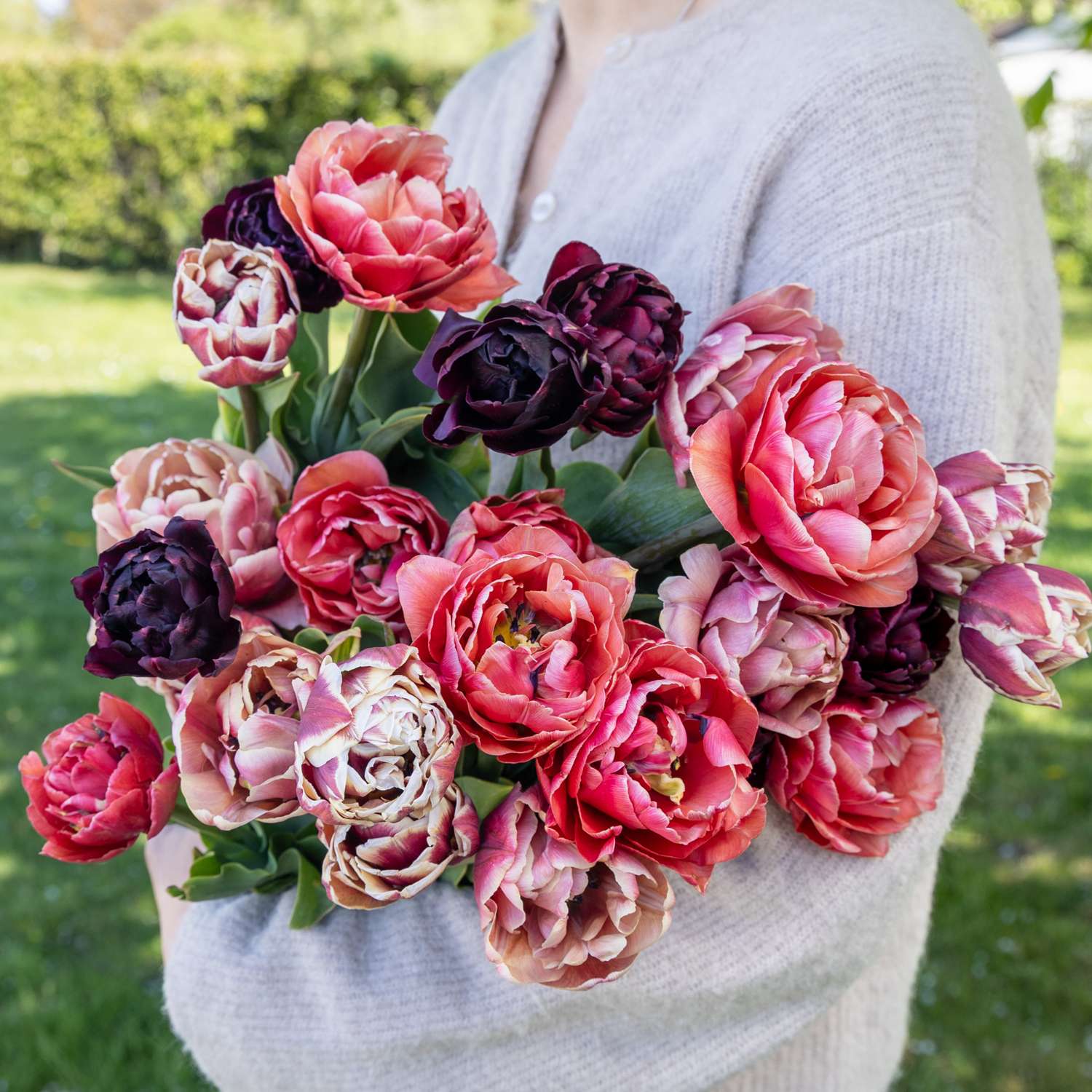 Tulipanblanding 'Sangria'